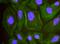 Stromal Antigen 1 antibody, NB100-298, Novus Biologicals, Proximity Ligation Assay image 