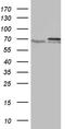 Protein Arginine Methyltransferase 5 antibody, TA807620, Origene, Western Blot image 