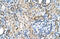 Folate transporter 1 antibody, 29-961, ProSci, Immunohistochemistry frozen image 