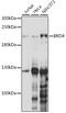 Bromodomain Containing 4 antibody, 18-589, ProSci, Western Blot image 