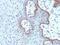c-Myc antibody, NBP2-48082, Novus Biologicals, Immunohistochemistry paraffin image 