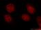 Heat Shock Transcription Factor 1 antibody, 51034-1-AP, Proteintech Group, Immunofluorescence image 
