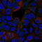 TNF Receptor Superfamily Member 1B antibody, TA328459, Origene, Immunohistochemistry frozen image 