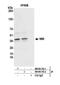 N-Myc And STAT Interactor antibody, NB100-763, Novus Biologicals, Western Blot image 