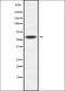 Mitochondrial Ribosomal Protein L17 antibody, orb337898, Biorbyt, Western Blot image 