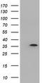 Deoxynucleotidyltransferase terminal-interacting protein 1 antibody, CF501130, Origene, Western Blot image 