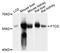 Formimidoyltransferase Cyclodeaminase antibody, A9484, ABclonal Technology, Western Blot image 