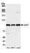 LEO1 antibody, NB600-276, Novus Biologicals, Western Blot image 