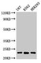Histone H1.5 antibody, LS-C673223, Lifespan Biosciences, Western Blot image 