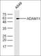 ADAM Metallopeptidase Domain 11 antibody, orb101260, Biorbyt, Western Blot image 