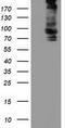 Aldehyde Dehydrogenase 1 Family Member L1 antibody, TA501851, Origene, Western Blot image 