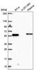 Coiled-coil domain-containing protein 65 antibody, PA5-66092, Invitrogen Antibodies, Western Blot image 