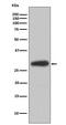 proBDNF antibody, M00035-2, Boster Biological Technology, Western Blot image 
