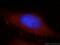 Protein KIAA1199 antibody, 21129-1-AP, Proteintech Group, Immunofluorescence image 