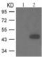 Cyclin E1 antibody, TA321312, Origene, Western Blot image 