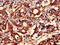 Protein FAM168B antibody, LS-C395878, Lifespan Biosciences, Immunohistochemistry paraffin image 