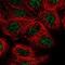 Jun dimerization protein 2 antibody, NBP2-31775, Novus Biologicals, Immunofluorescence image 