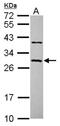 Coiled-Coil Domain Containing 70 antibody, NBP2-15754, Novus Biologicals, Western Blot image 