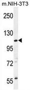 Coiled-Coil Domain Containing 158 antibody, AP50771PU-N, Origene, Western Blot image 