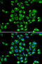Ribosomal Protein S16 antibody, abx005291, Abbexa, Western Blot image 
