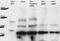 TATA-Box Binding Protein Associated Factor 3 antibody, 18901-1-AP, Proteintech Group, Western Blot image 