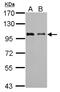 F-Box Protein 43 antibody, NBP1-31473, Novus Biologicals, Western Blot image 
