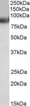 Tripartite Motif Containing 55 antibody, EB05882, Everest Biotech, Western Blot image 