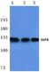 EGFR antibody, AP06097PU-N, Origene, Western Blot image 