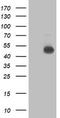 NADH:Ubiquinone Oxidoreductase Complex Assembly Factor 7 antibody, TA502957S, Origene, Western Blot image 