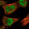 Zinc Finger Protein 567 antibody, HPA023937, Atlas Antibodies, Immunofluorescence image 