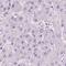 Lengsin antibody, PA5-56601, Invitrogen Antibodies, Immunohistochemistry frozen image 