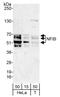 Nuclear Factor I B antibody, A303-566A, Bethyl Labs, Western Blot image 
