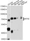 5'-Nucleotidase Ecto antibody, STJ24827, St John