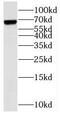 Syntaxin Binding Protein 1 antibody, FNab08358, FineTest, Western Blot image 