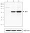 Interferon regulatory factor 4 antibody, TA327948, Origene, Western Blot image 