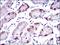 Bile acyl-CoA synthetase antibody, NBP2-37413, Novus Biologicals, Immunohistochemistry frozen image 