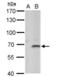 F-Box And Leucine Rich Repeat Protein 4 antibody, NBP2-16440, Novus Biologicals, Western Blot image 
