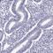 Binder Of Sperm Protein Homolog 1 antibody, HPA048335, Atlas Antibodies, Immunohistochemistry paraffin image 