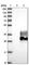 Family With Sequence Similarity 174 Member A antibody, HPA019539, Atlas Antibodies, Western Blot image 