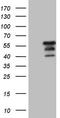Dual specificity protein phosphatase 10 antibody, TA806723, Origene, Western Blot image 