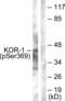 MSL-1 antibody, LS-C199175, Lifespan Biosciences, Western Blot image 