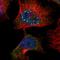 Calmin antibody, HPA012634, Atlas Antibodies, Immunofluorescence image 