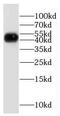 Eukaryotic Translation Termination Factor 1 antibody, FNab02874, FineTest, Western Blot image 