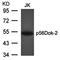 Docking Protein 2 antibody, orb14653, Biorbyt, Western Blot image 