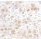 AT-rich interactive domain-containing protein 3B antibody, NBP1-30456, Novus Biologicals, Immunohistochemistry paraffin image 