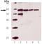 Calreticulin antibody, ADI-SPA-602-D, Enzo Life Sciences, Western Blot image 