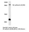 Cadherin 15 antibody, LS-C176876, Lifespan Biosciences, Western Blot image 