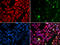 Cullin 4B antibody, 19-640, ProSci, Immunohistochemistry paraffin image 