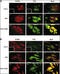 Fibroblast Growth Factor Receptor 1 antibody, 63-079, ProSci, Immunofluorescence image 
