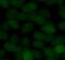 Small Ubiquitin Like Modifier 2 antibody, FNab08391, FineTest, Immunofluorescence image 